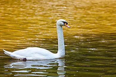 巫师之夜！GOG限时免费领取《巫师》相关内容